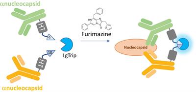 Development of a rapid, simple, and sensitive point-of-care technology platform utilizing ternary NanoLuc